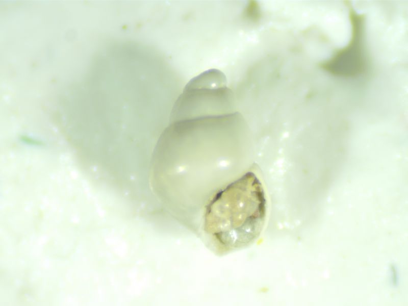 Odostomia aartseni?